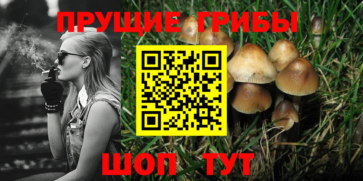 Галлюциногенные грибы Psilocybine cubensis Рыбинск